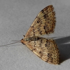 Scopula rubraria (Reddish Wave, Plantain Moth) at Crooked Corner, NSW - 25 Apr 2020 by Milly