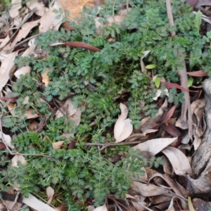 Acaena (genus) at Majura, ACT - 26 Apr 2020