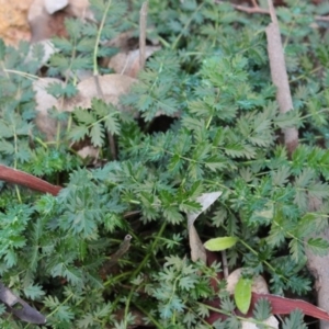 Acaena (genus) at Majura, ACT - 26 Apr 2020