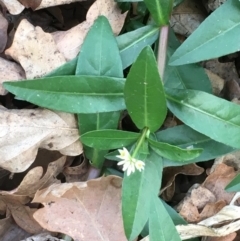 Alternanthera philoxeroides (Alligator Weed) at Lake Burley Griffin West - 25 Apr 2020 by JaneR