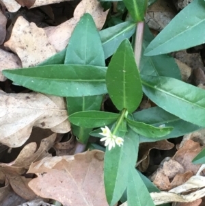 Alternanthera philoxeroides at Hackett, ACT - 25 Apr 2020