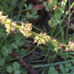 Rumex brownii (Slender Dock) at Mount Majura - 26 Apr 2020 by JaneR