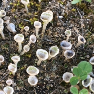 Cladonia sp. (genus) at Majura, ACT - 26 Apr 2020