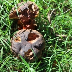 Unidentified Fungus at Quaama, NSW - 24 Apr 2020 by FionaG