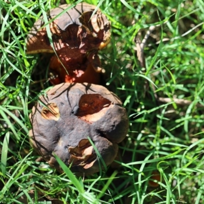 Unidentified Cup or disk - with no 'eggs' at Quaama, NSW - 24 Apr 2020 by FionaG