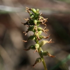 Corunastylis clivicola (Rufous midge orchid) at ANBG South Annex - 25 Apr 2020 by PeterR