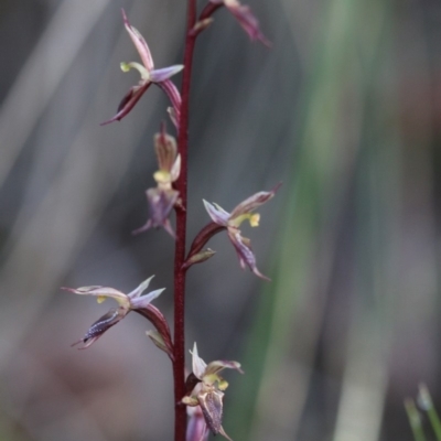 Acianthus exsertus (Large Mosquito Orchid) at Acton, ACT - 25 Apr 2020 by PeterR
