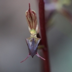 Acianthus exsertus at Acton, ACT - 25 Apr 2020