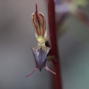 Acianthus exsertus at Acton, ACT - 25 Apr 2020