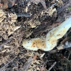 Unverified Fungus at Quaama, NSW - 28 Mar 2020 by FionaG