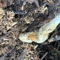 Unidentified Cup or disk - with no 'eggs' at Quaama, NSW - 28 Mar 2020 by FionaG