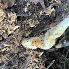 Unidentified Fungus (TBC) at Quaama, NSW - 28 Mar 2020 by FionaG