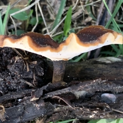 Polyporus (A stemmed polypore ) at Quaama, NSW - 27 Mar 2020 by FionaG