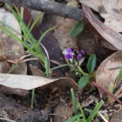 Glycine tabacina (Variable Glycine) at Majura, ACT - 26 Apr 2020 by Sarah2019