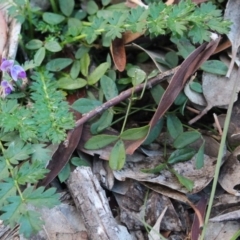 Glycine tabacina at Majura, ACT - 26 Apr 2020