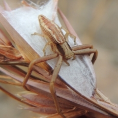 Runcinia acuminata (Pointy Crab Spider) at Bullen Range - 29 Dec 2019 by michaelb