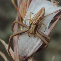 Runcinia acuminata at Paddys River, ACT - 29 Dec 2019 08:14 PM