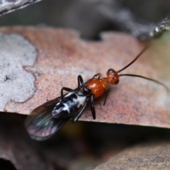 Braconidae (family) (Unidentified braconid wasp) at Biamanga National Park - 25 Apr 2020 by FionaG