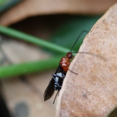 Braconidae (family) at Murrah, NSW - 25 Apr 2020