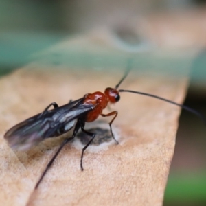 Braconidae (family) at Murrah, NSW - 25 Apr 2020