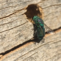 Chrysididae (family) (Cuckoo wasp or Emerald wasp) at Jerrabomberra Wetlands - 21 Apr 2020 by PeterA