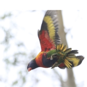 Trichoglossus moluccanus at Higgins, ACT - 27 Apr 2020