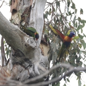 Trichoglossus moluccanus at Higgins, ACT - 27 Apr 2020