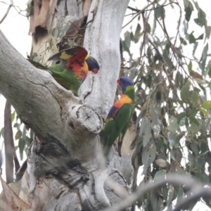 Trichoglossus moluccanus at Higgins, ACT - 27 Apr 2020