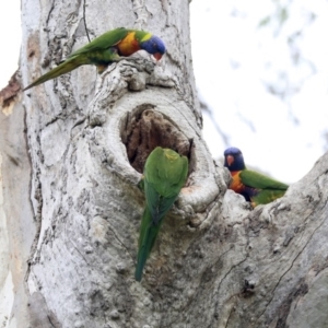 Trichoglossus moluccanus at Higgins, ACT - 27 Apr 2020