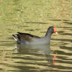 Gallinula tenebrosa (Dusky Moorhen) at Lake Tuggeranong - 24 Apr 2020 by MatthewFrawley