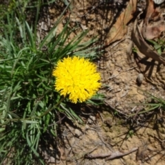 Rutidosis leptorhynchoides (Button Wrinklewort) at Barton, ACT - 21 Apr 2020 by JanetRussell