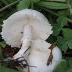 Lepiota s.l. at Higgins, ACT - 27 Apr 2020 by AlisonMilton