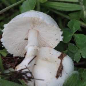 Lepiota s.l. at Higgins, ACT - 27 Apr 2020