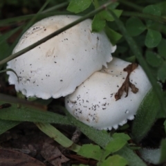 Lepiota s.l. at Higgins, ACT - 27 Apr 2020