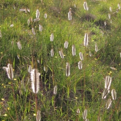 Dichanthium sericeum (Queensland Blue-grass) at Latham, ACT - 23 Mar 2020 by pinnaCLE