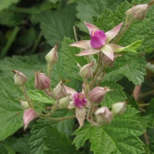 Rubus parvifolius at Latham, ACT - 23 Mar 2020