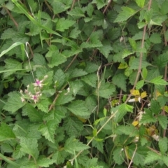 Rubus parvifolius at Latham, ACT - 23 Mar 2020