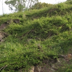 Rubus parvifolius at Latham, ACT - 23 Mar 2020