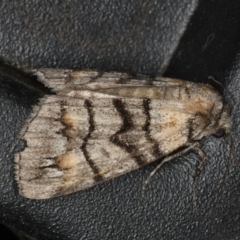 Dysbatus singularis at Ainslie, ACT - 18 Dec 2019