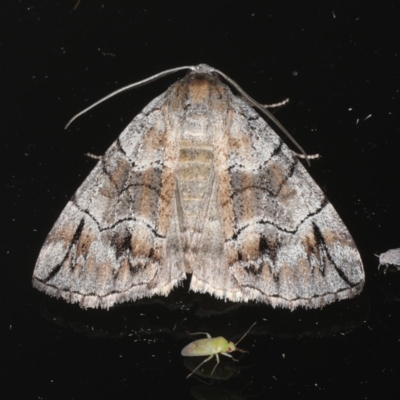 Dysbatus stenodesma (Dysbatus stenodesma) at Ainslie, ACT - 18 Dec 2019 by jb2602