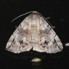 Dysbatus stenodesma (Dysbatus stenodesma) at Ainslie, ACT - 18 Dec 2019 by jbromilow50