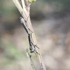 Cerdistus sp. (genus) (Yellow Slender Robber Fly) at The Pinnacle - 24 Apr 2020 by AlisonMilton