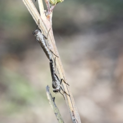 Cerdistus sp. (genus) (Yellow Slender Robber Fly) at The Pinnacle - 24 Apr 2020 by AlisonMilton
