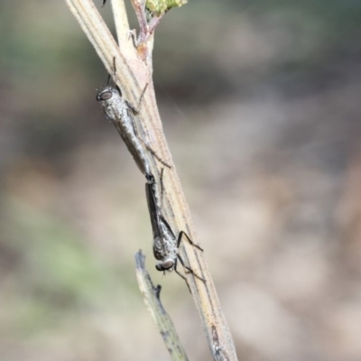 Cerdistus sp. (genus) (Slender Robber Fly) at Dunlop, ACT - 24 Apr 2020 by AlisonMilton