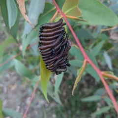 Unidentified Sawfly (Hymenoptera, Symphyta) (TBC) at Wingecarribee Local Government Area - 21 Apr 2020 by Margot