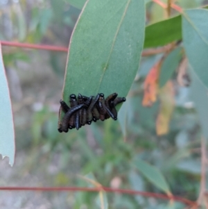 Pergidae sp. (family) at Berrima - 22 Apr 2020