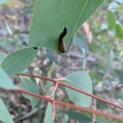 Pergidae sp. (family) at Berrima - 22 Apr 2020