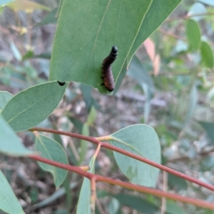 Pergidae sp. (family) at Berrima - 22 Apr 2020