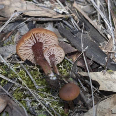 Laccaria sp. (Laccaria) at Hawker, ACT - 24 Apr 2020 by AlisonMilton