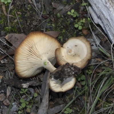 Unidentified Cap on a stem; gills below cap [mushrooms or mushroom-like] at Hawker, ACT - 23 Apr 2020 by Alison Milton